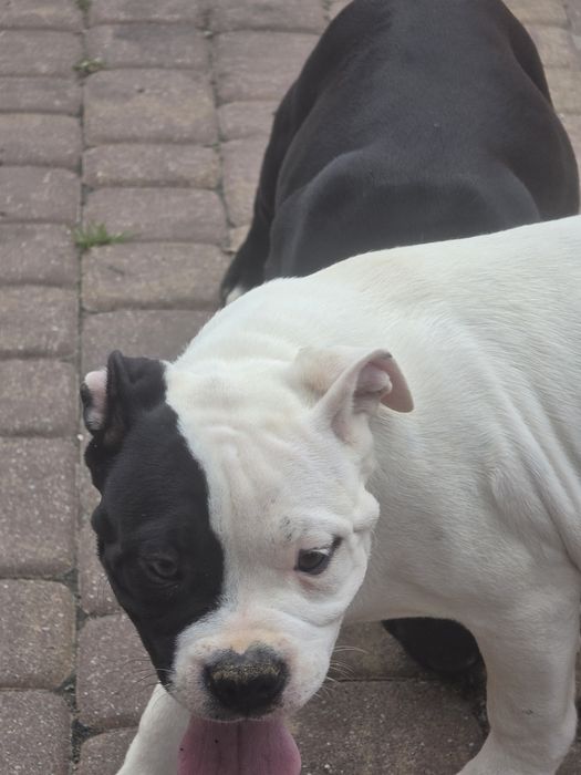 Piesek  american bully  z metryką
