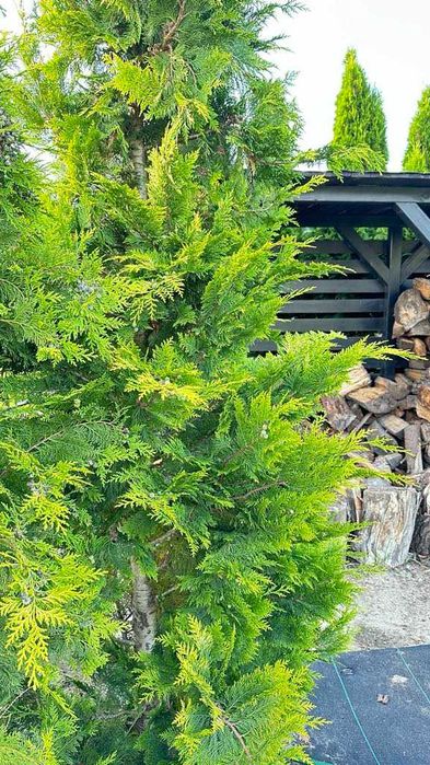 Tuja Żywopłot Cyprysy 'Ivone' - Idealne do Twojego Ogrodu! 100cm