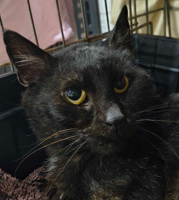 czarny badass Dżordan w poszukiwaniu domu tymczasowego