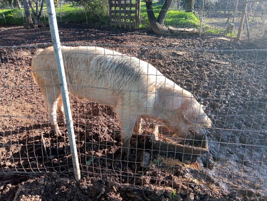 Tres Porcos para venda