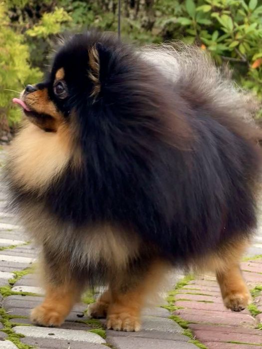 Померанський шпіц