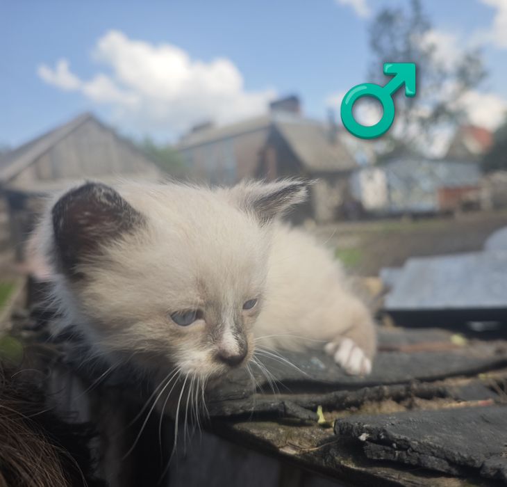 Кошенята в добрі руки