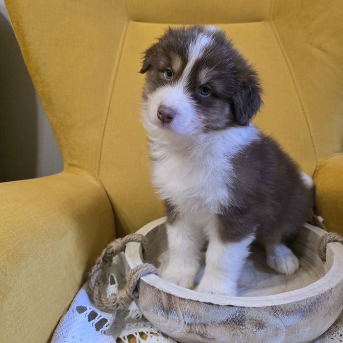 Owczarek australijski FCI suczka juz do odbioru