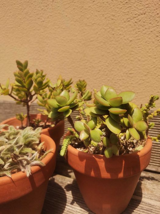 3 Vasos com suculentas variadas