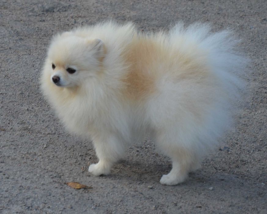 Кремовая померанка ( мини)в поиске семьи.