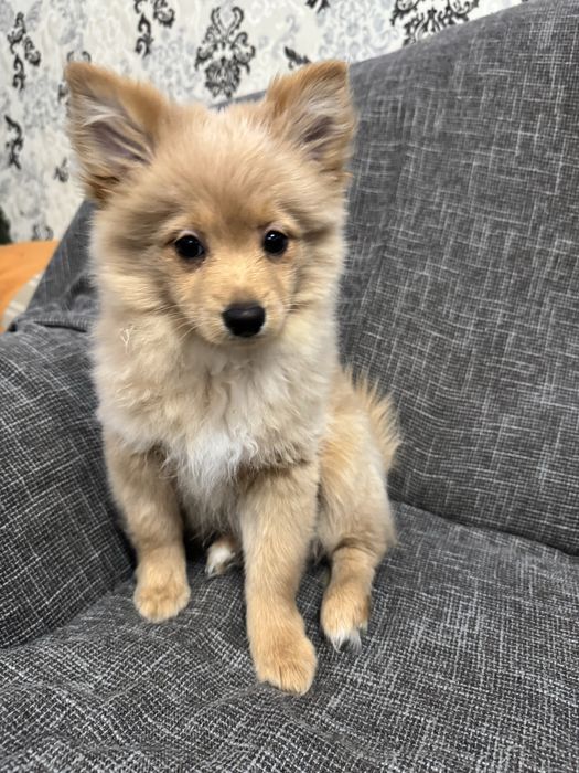 Пропонується 3 хлопчики.