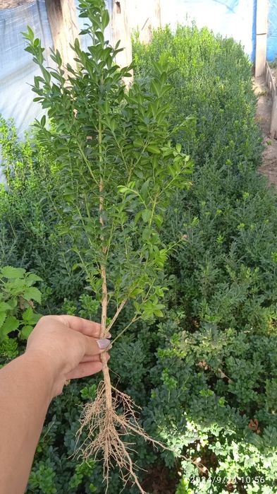 Посадковий матеріал