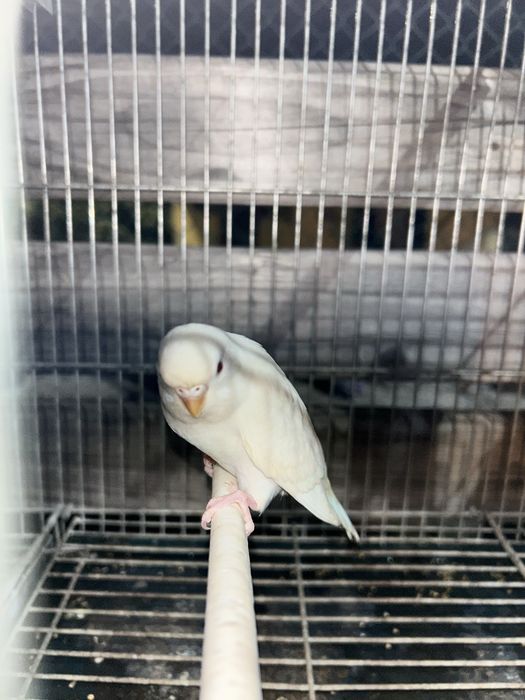 Vendo periquitos novos e gaiolas