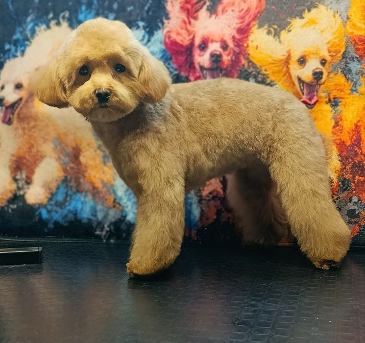 Той пудель супер міні дівчинка