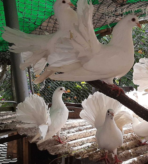 Casal de pombos cauda de leque  prontos a procriar