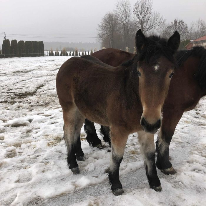 Źrebica zimnokrwiste