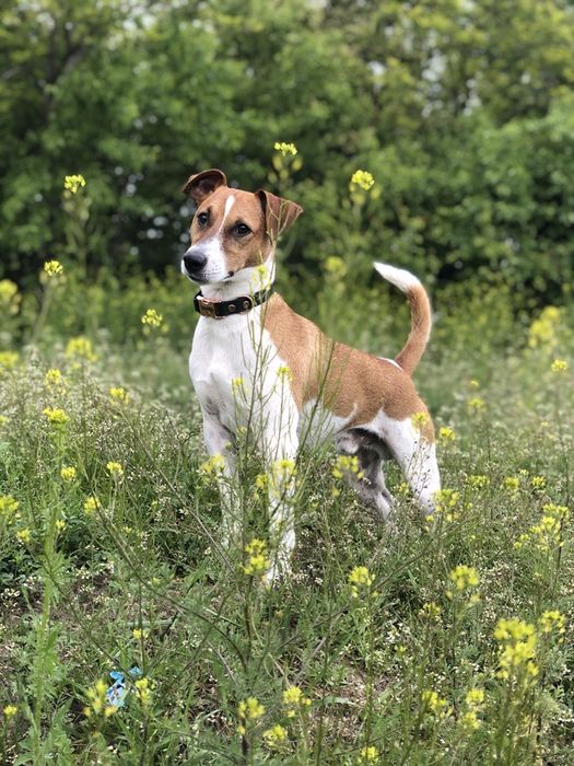 Джек рассел Парсон рассел для вязки