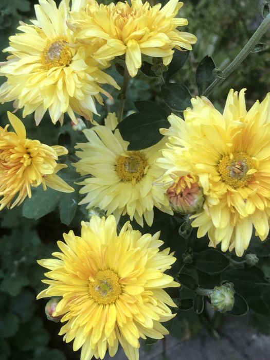 Хризантема ,зимує в грунті