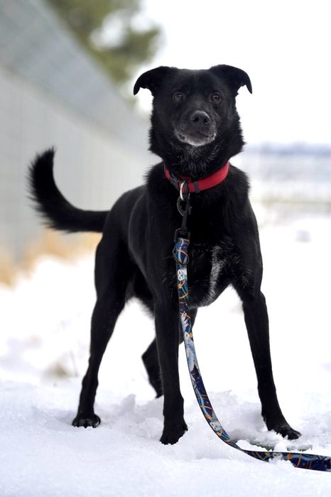 Grey czeka już 6 lat na dom — może właśnie na Twój?