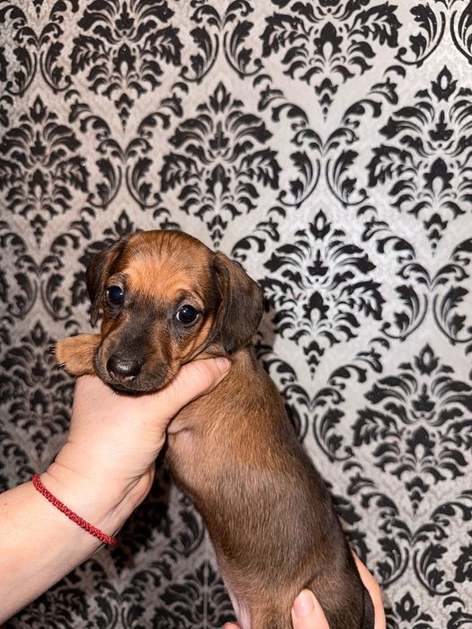 Дітки міні такси 3 хлопчика, 2 дівчинки