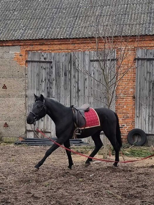 Kary ogier na sprzedaż.