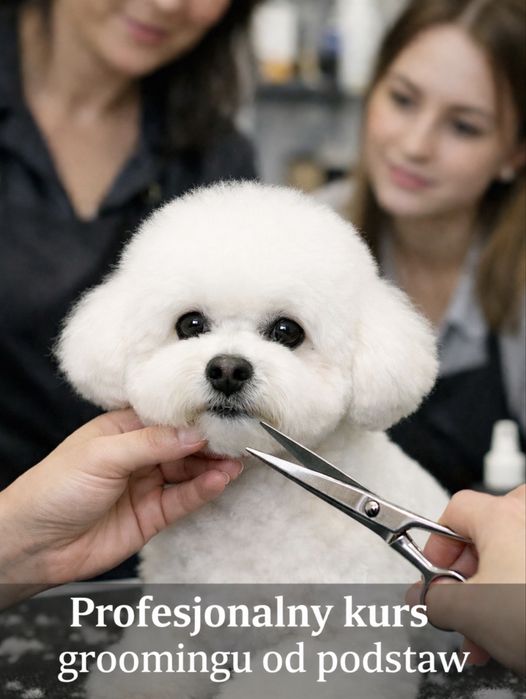 Kurs groomingu od podstaw – 90% praktyki
