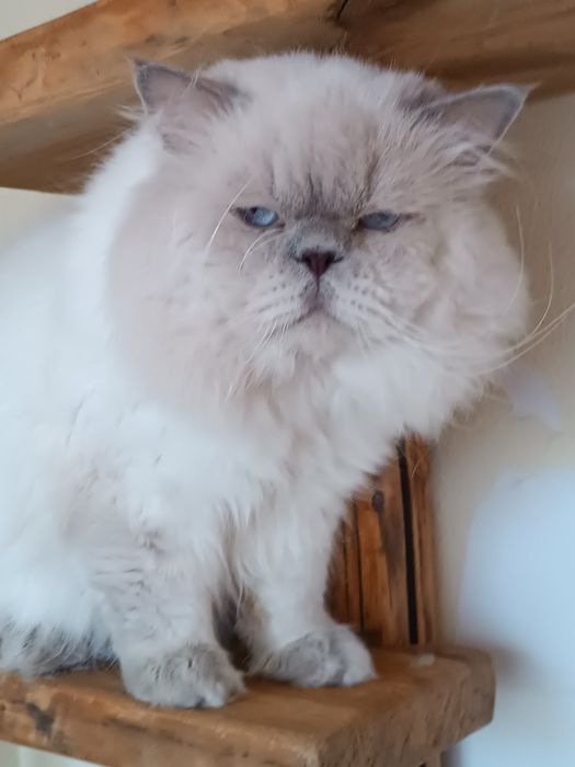 Лилак поинт вязка