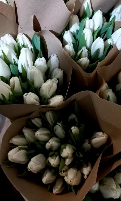 Продам тюльпани опт.