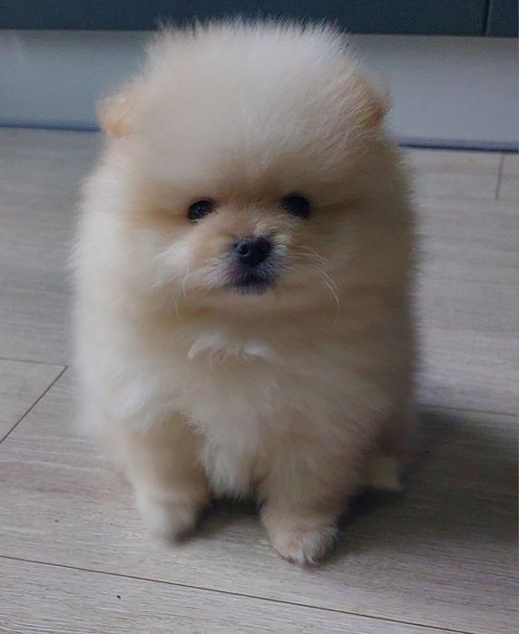 В'язка померанський шпіц