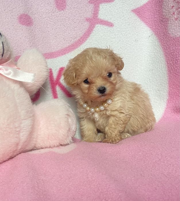 СУПЕР-МІНІ дівчинка мальтіпу F1. СУПЕР якість. Baby face