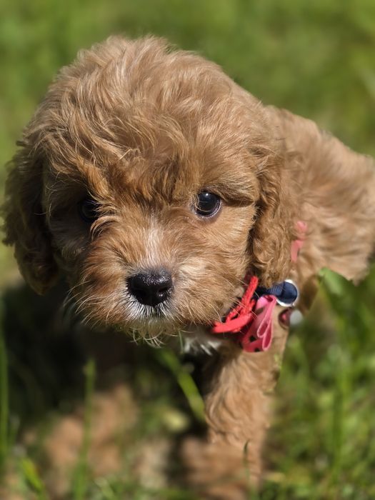 Cavapoo suczka do odbioru badania genetyczne