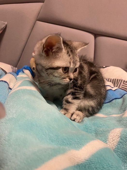 Продаж кошенят шотландські прямоухі мраморні