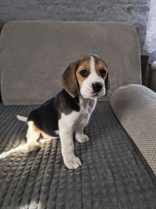 Beagle uroczy chłopiec