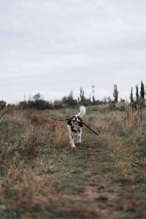 Вязка кавалер кинг Чарльз спаниель
