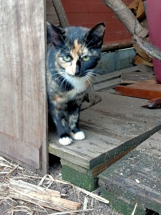 Gatinha tartaruga para adoção