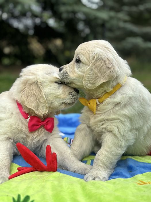 Kremowy samiec Golden Retriever FCI