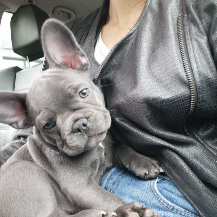 Щенки французского бульдога тип шерсти вельвет окрас голубой