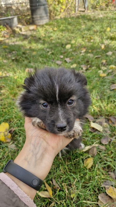 Віддам цуциків у добрі руки