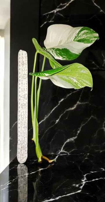 Монстера Альба/ Monstera Albo