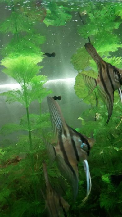 Скалярия Рио-Нанай ( перуанская красноточечная)