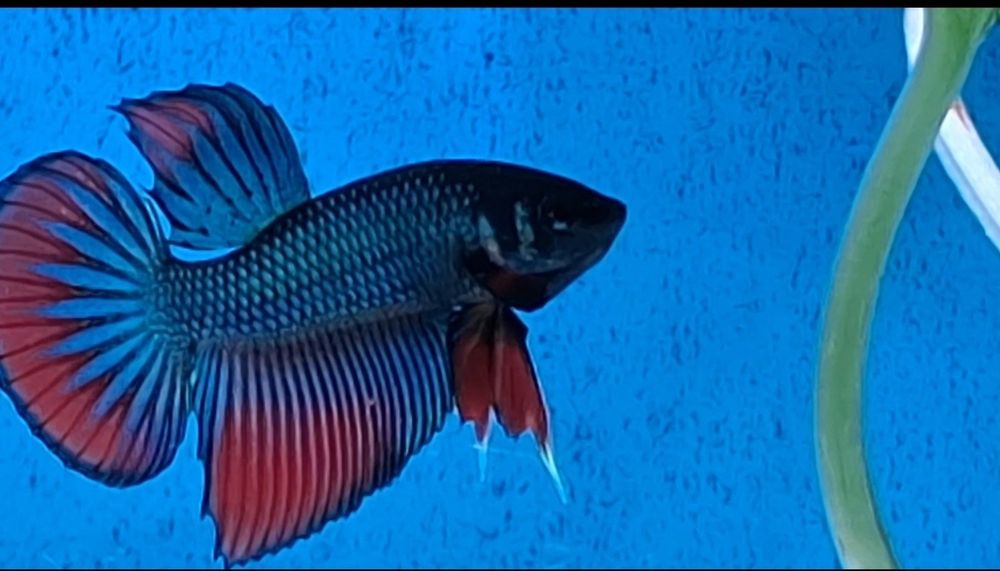 Bettas imbellis. .