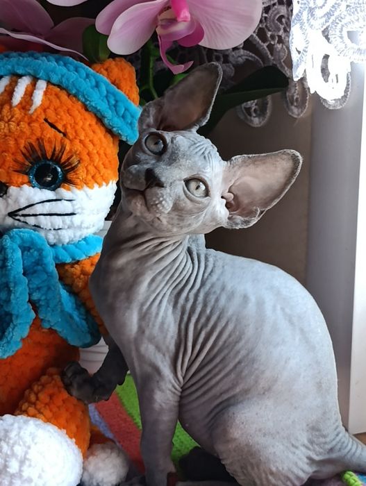 Сфинкс мальчик котенок