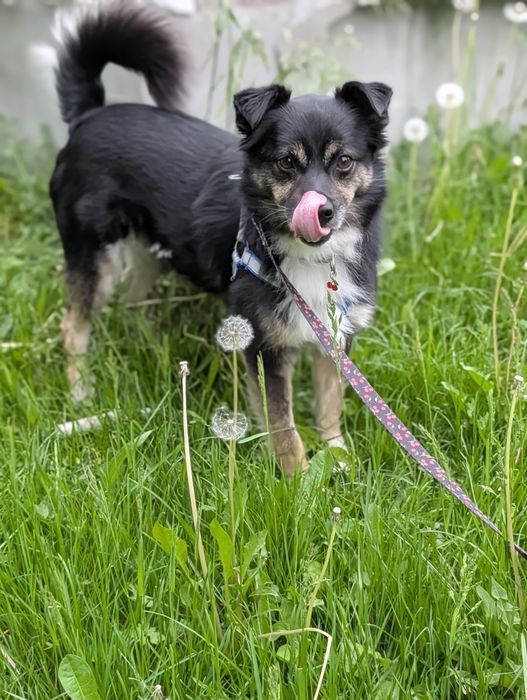 Do adopcji 5 lat samiec grzeczny