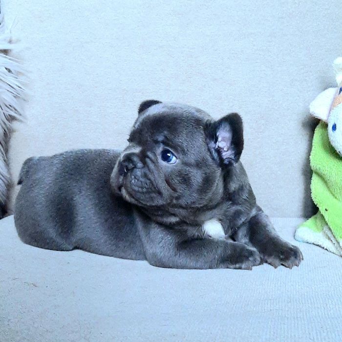 Buldog francuski chlopak