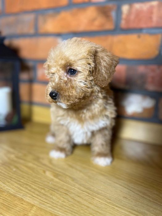 Piesek Maltipoo nie bichpoo cavapoo pudel toy