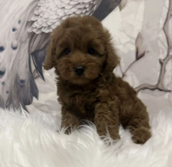 Гарнюні Мальтіпу Міні