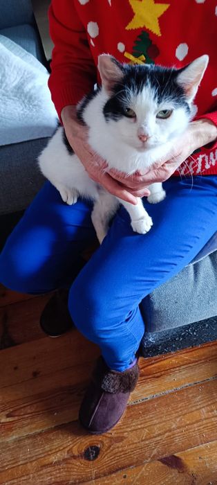 Spokojna kotka pilnie szuka domu!