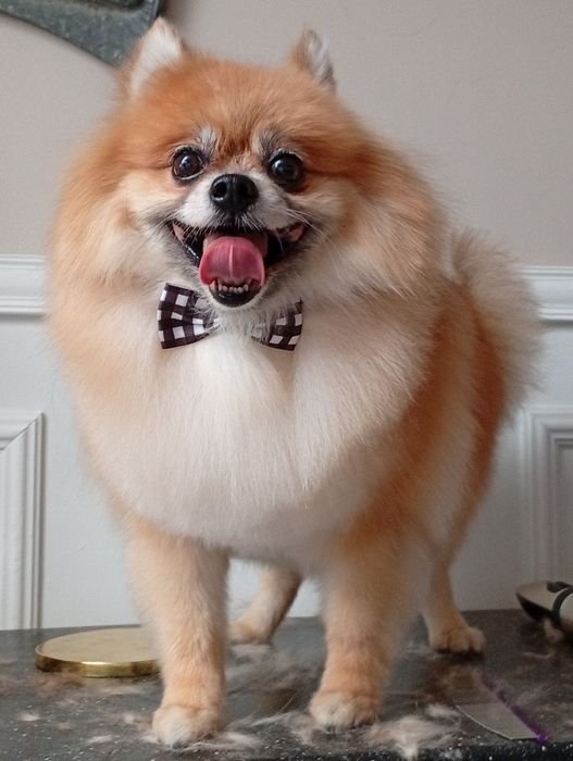 Fryzjer dla psa Groomer