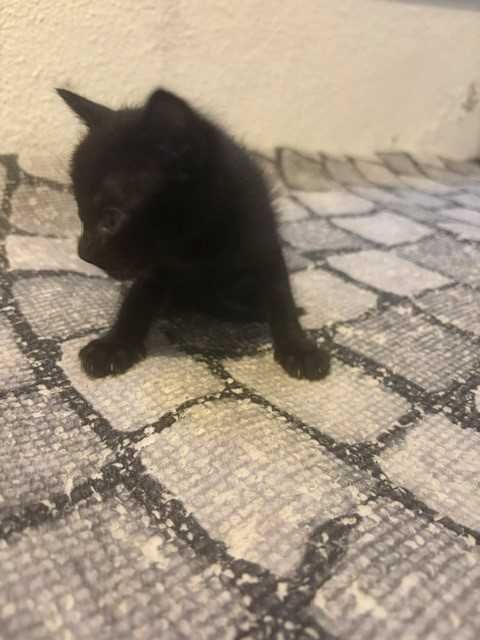 Dão se gatinhos para adoção responsavel