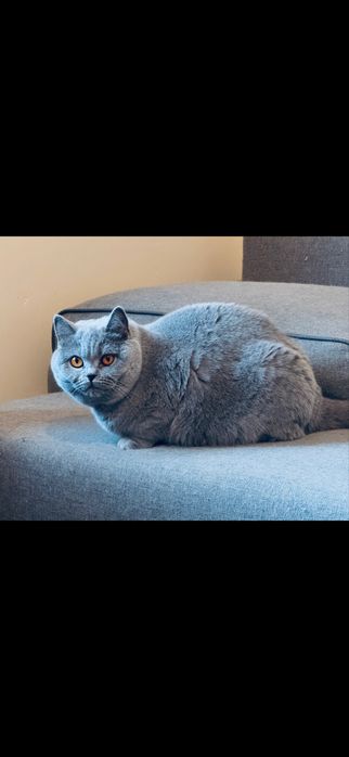 Kotki brytyjskie do adopcji. Rodowod FPL/FIFe