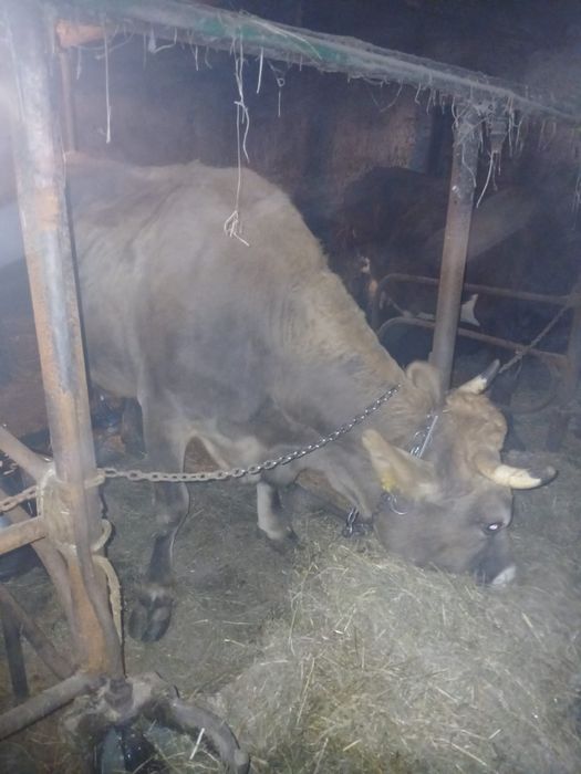 Sprzedam krowę mleczną