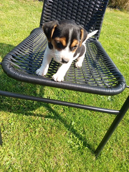 Jack Russell Terrier