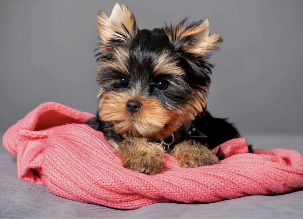 Йоркшерский  бейби фейс