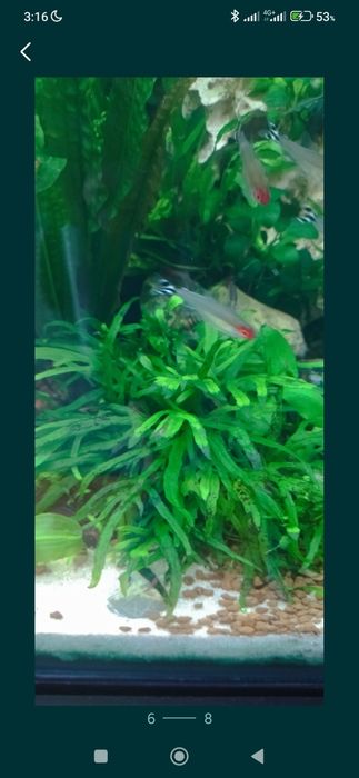 Plantas para aquário e ou lago. Enterrar, flutuantes ou prender