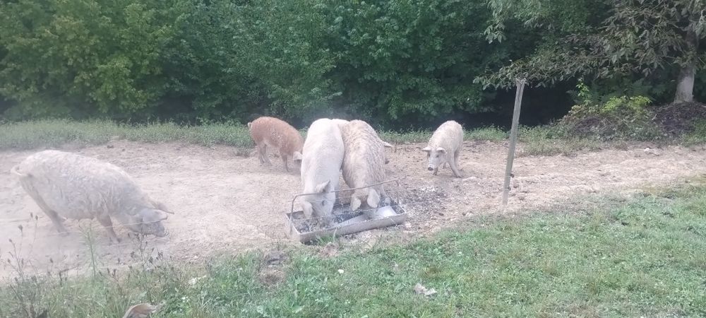 продам мангалици чи стокровную кого цикавить звонить домовимось